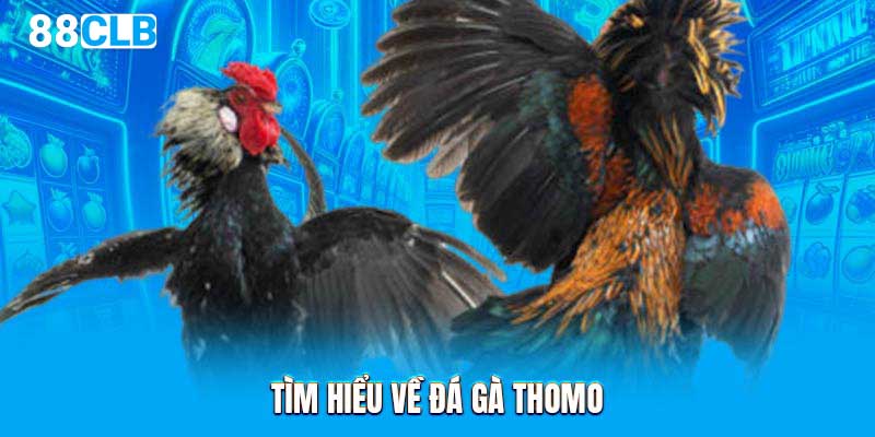 Tìm hiểu về đá gà Thomo