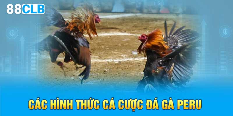 Các hình thức cá cược đá gà Peru