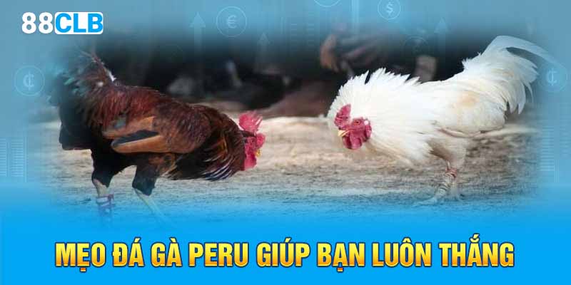 Mẹo đá gà Peru giúp bạn luôn thắng